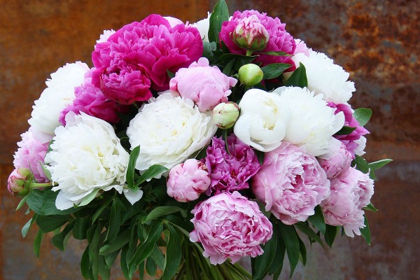 Blumenstrauß aus pinken und weißen Pfingstrosen