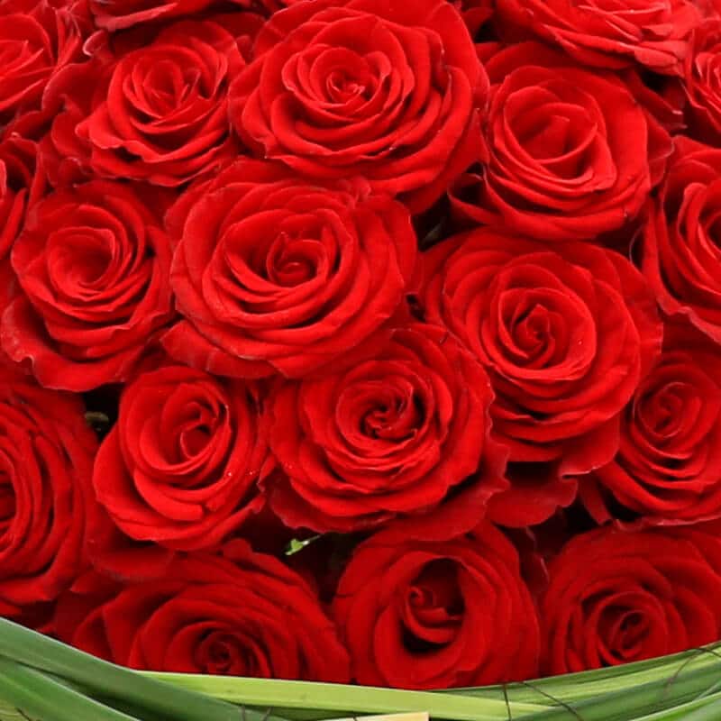 Schöne rote Rosen Blüten dicht an dicht