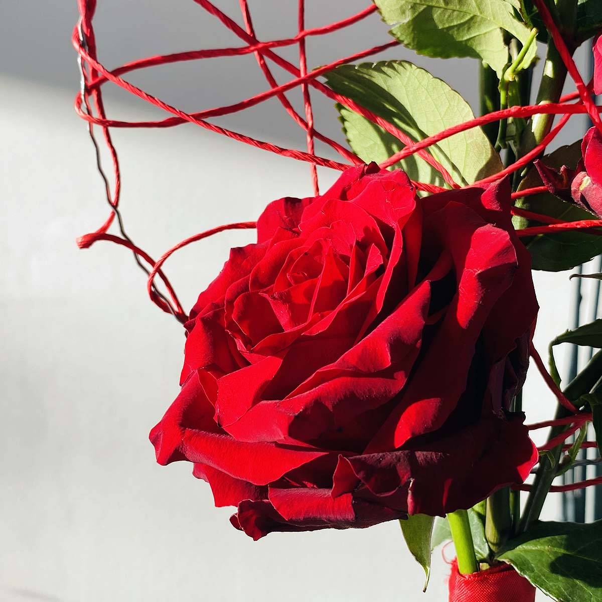 Rose_Valentin_rot_romantik_modern