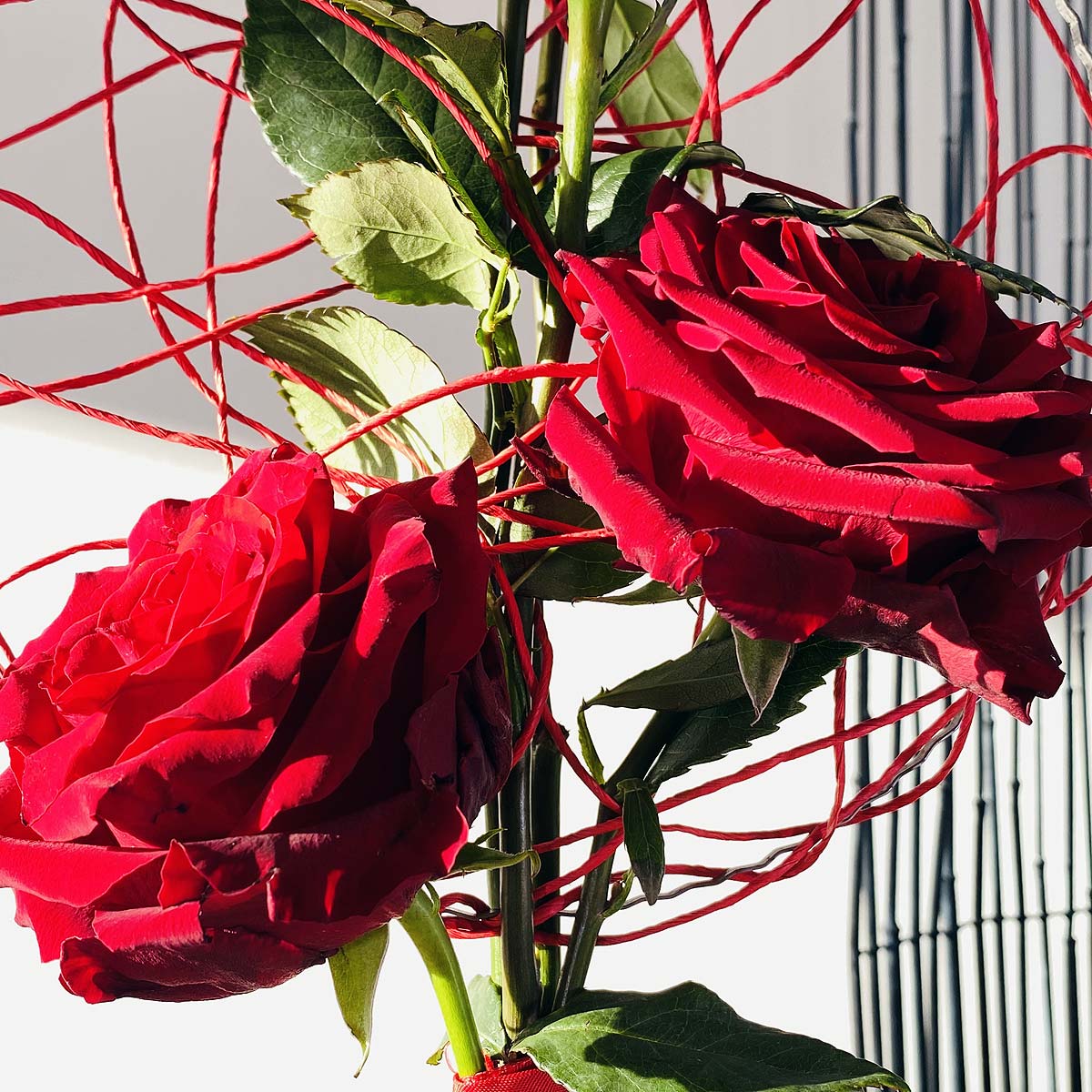 Rose_Valentin_rot_romantik_modern