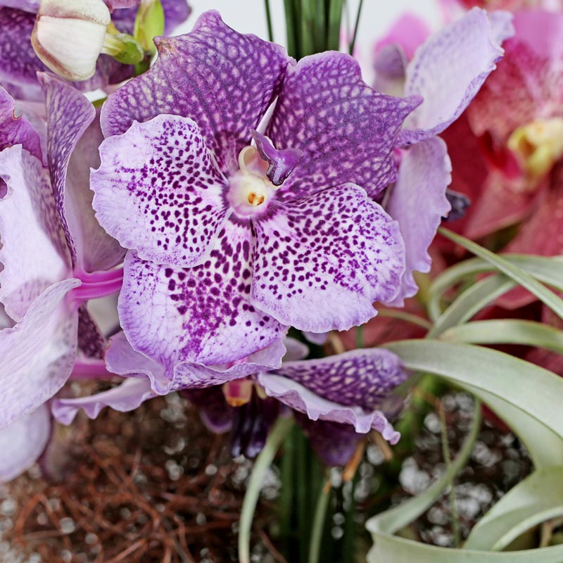 vanda-orchidee-lila