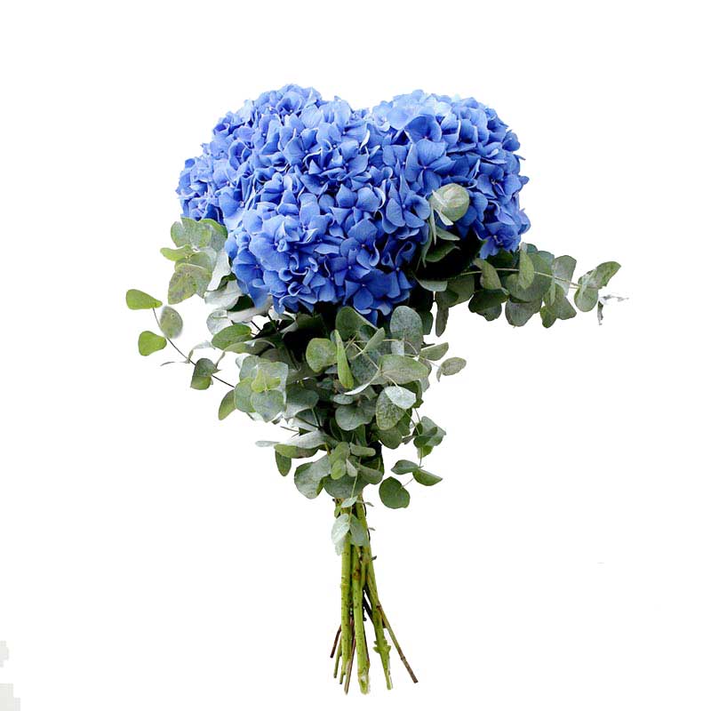 blaue riesen hortensien online kaufen