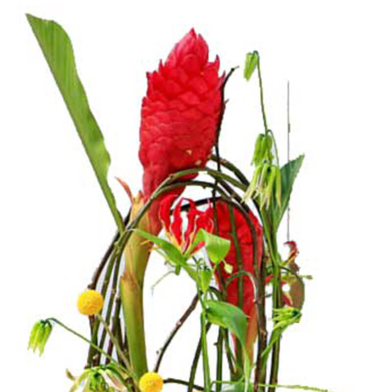 rote Ingwerbluete floristik